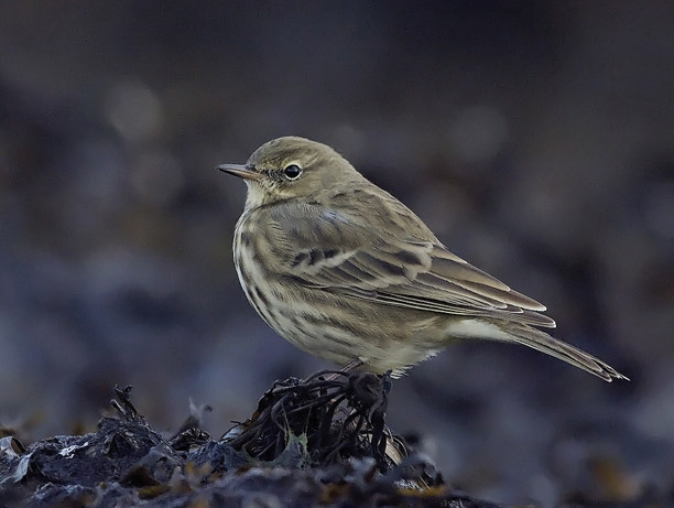 Luotokirvinen, Rock Pipit, Anthus petrosus